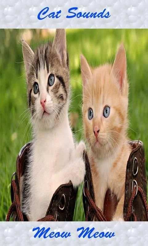 Cat Sounds – Cat Noises App скриншот 5