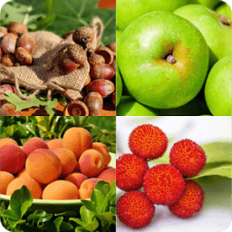ikon Guess the Fruit