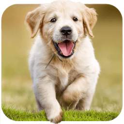 Dog Wallpapaers & Puppy Backgrounds