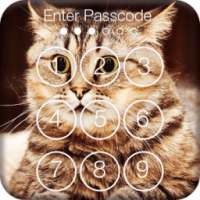 Сats Funny Animals Lock