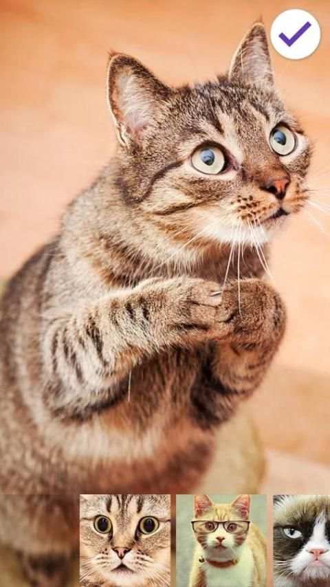 Сats Funny Animals Lock screenshot 1