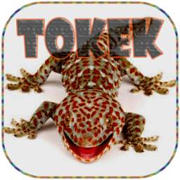 mp3 Suara Tokek 1.0