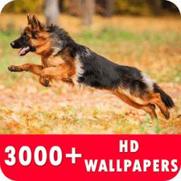 German Shepherd Live Wallpapers HD