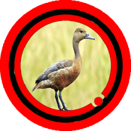 Suara Burung Belibis أيقونة