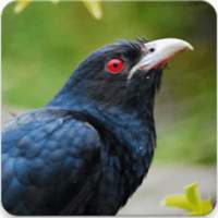 Asian Koel Bird Sounds : Asian Koel Song