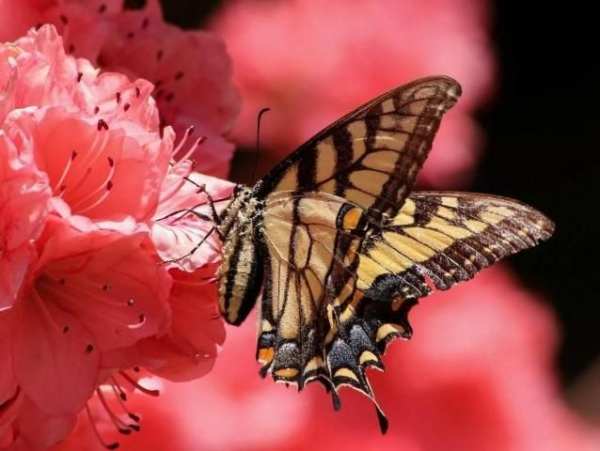 Butterfly wallpapers screenshot 8