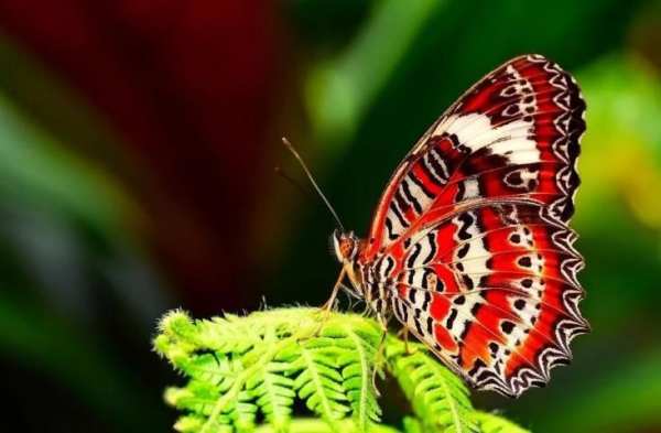 Butterfly wallpapers screenshot 1