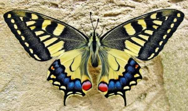 Butterfly wallpapers screenshot 6