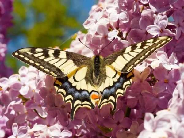 Butterfly wallpapers screenshot 2