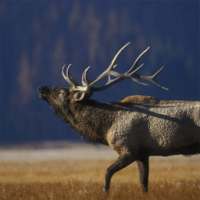 Elk Calls