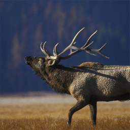ikon Elk Calls