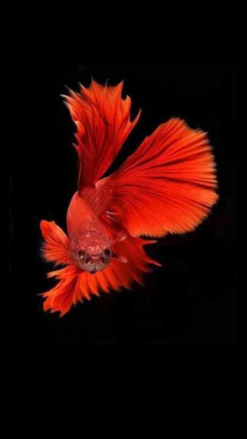 Cute Betta Fish Wallpapers 2 تصوير الشاشة