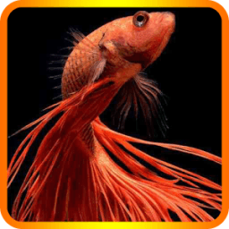 ikon Cute Betta Fish Wallpapers