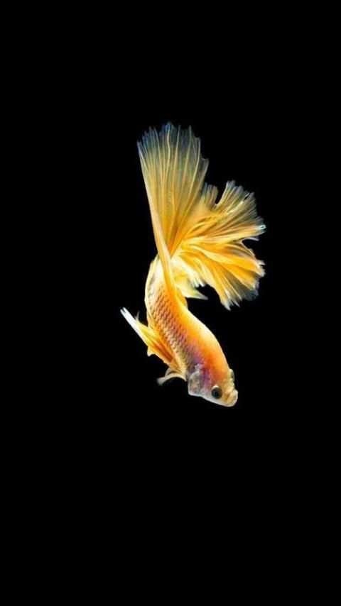 Cute Betta Fish Wallpapers 1 تصوير الشاشة