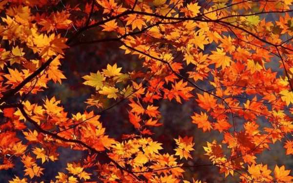 Fall Wallpaper 1 تصوير الشاشة