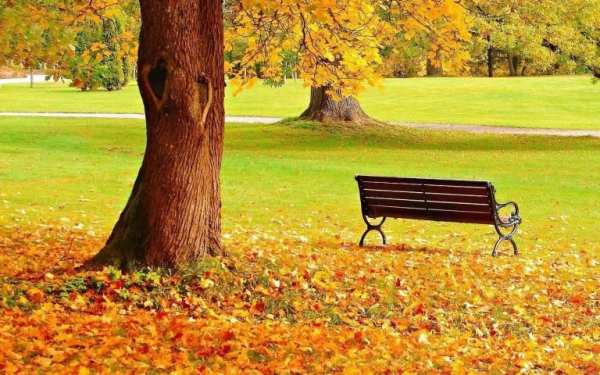 Fall Wallpaper 3 تصوير الشاشة