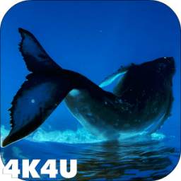 Whales in 4K Video Wallpaper