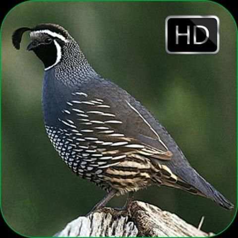 Quail Bird Sounds + Ringtones 3 تصوير الشاشة