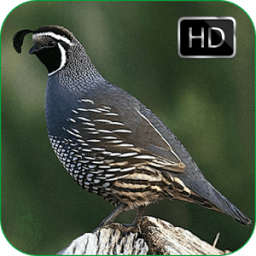 Quail Bird Sounds + Ringtones أيقونة