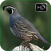 Quail Bird Sounds + Ringtones