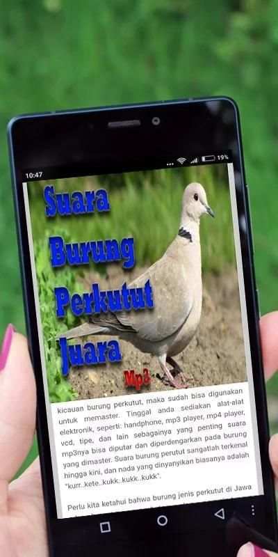 Suara Burung Perkutut Juara screenshot 2