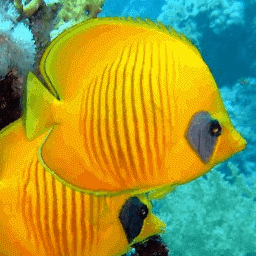 # # Angel Fish Aquarium Live Wallpaper icon