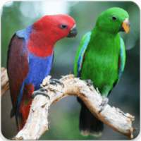 Eclectus Roratus Sounds : Eclectus Parrot Song