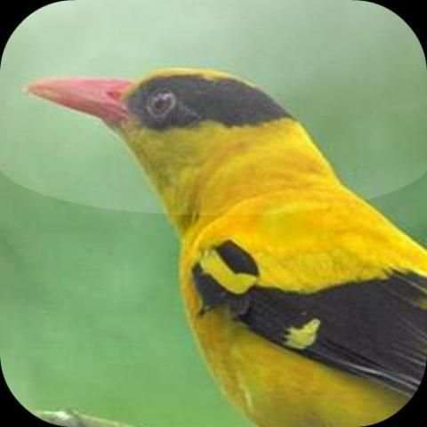 Suara Burung Kepodang screenshot 2