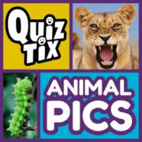 QuizTix: Animal Pics Trivia - Nature Image Library on 9Apps