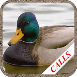 Duck calls