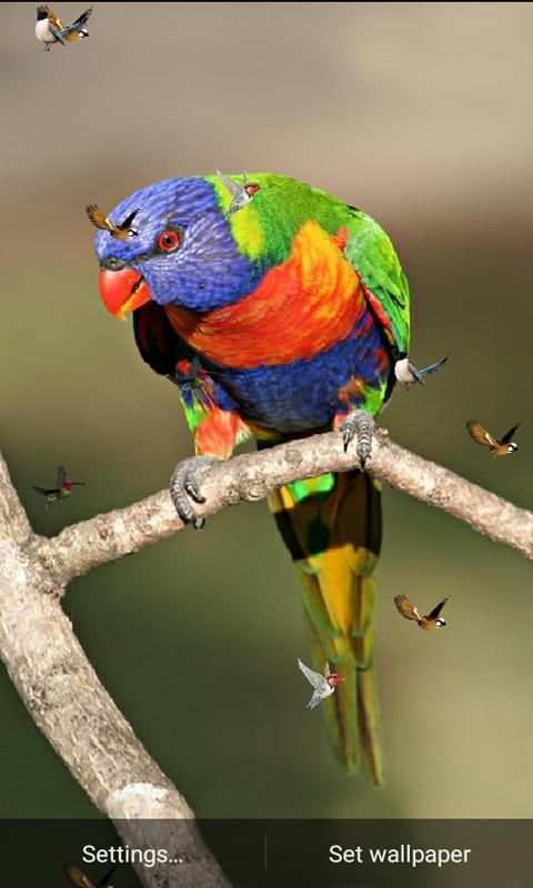 J7 HD Birds Live Wallpaper स्क्रीनशॉट 2
