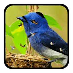 J7 HD Birds Live Wallpaper أيقونة