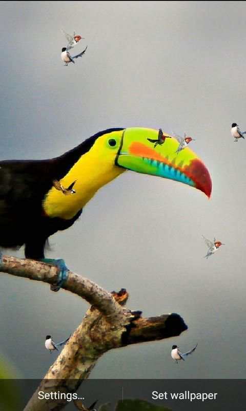 J7 HD Birds Live Wallpaper स्क्रीनशॉट 3