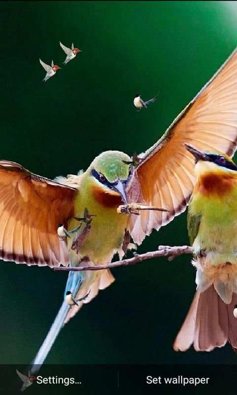 J7 HD Birds Live Wallpaper स्क्रीनशॉट 5