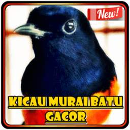 Kicau Murai Batu Gacor 2.0