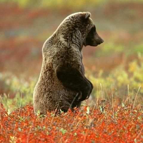 BEAR Wallpapers v1 screenshot 6