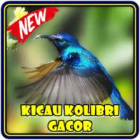 Kicau Kolibri Gacor on 9Apps