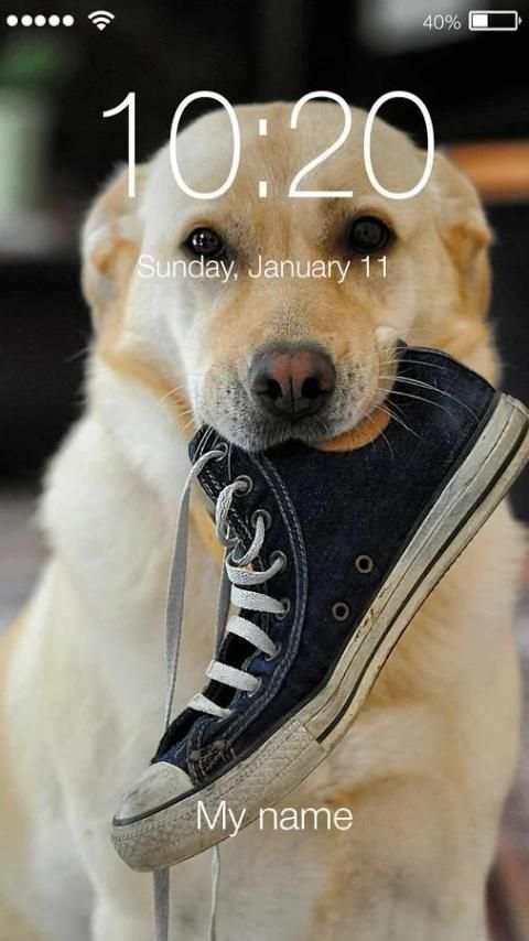 Golden Retriever Dog Ladrador Lock Screen скриншот 3