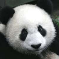 AR Endangered Animals