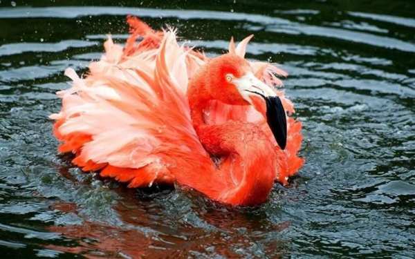 Nice Birds Puzzle screenshot 2