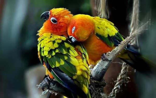 Nice Birds Puzzle screenshot 3