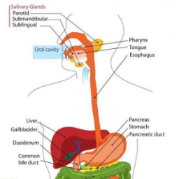 Digestive System TF Quiz icon