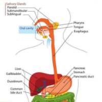 Digestive System TF Quiz