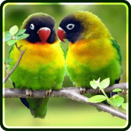 Love Birds Wallpapers иконка