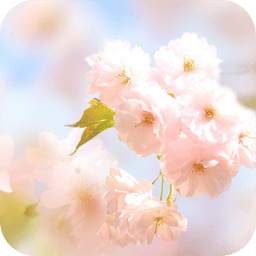 Sakura Flower Live Wallpaper