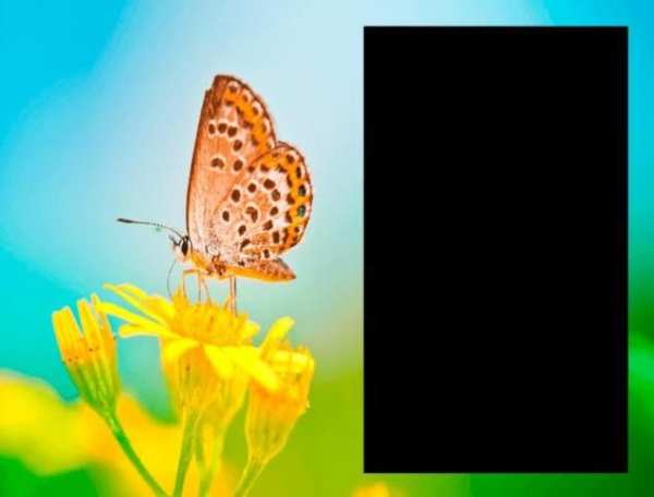 Butterflies Photo Frames screenshot 4