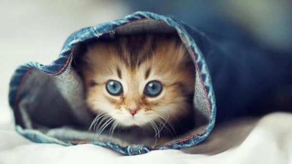 Cute Cat Wallpapers 4 تصوير الشاشة