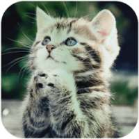 Cute Cat Wallpapers