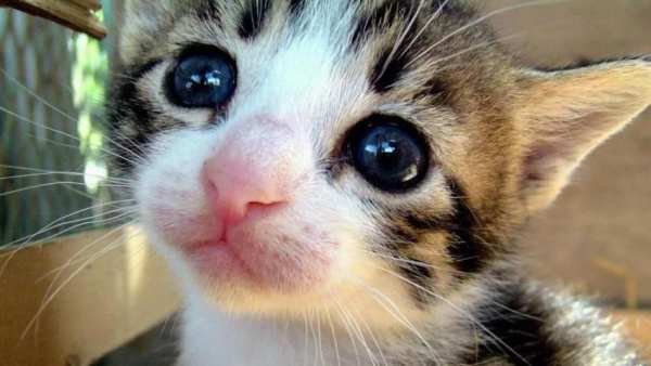 Cute Cat Wallpapers 2 تصوير الشاشة