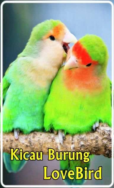 Kicau Burung LoveBird screenshot 4